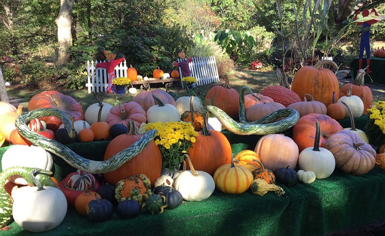 pumpkin options