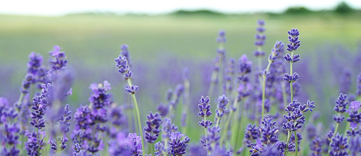field of purple flowers