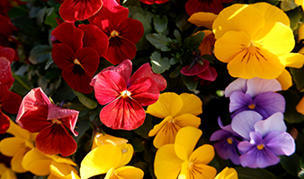 Responsive image
