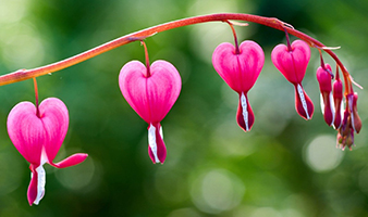 Bleeding Heart