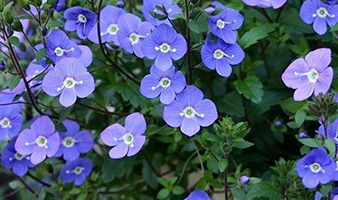 Georgia Blue