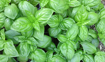 Basil