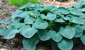 Blue Mouse Ears Hosta