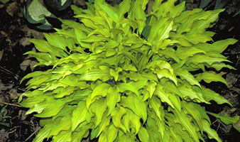 Dragontail Hosta