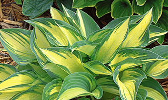 June Hosta