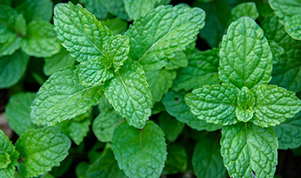 Peppermint