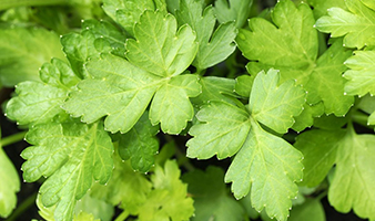 Parsley